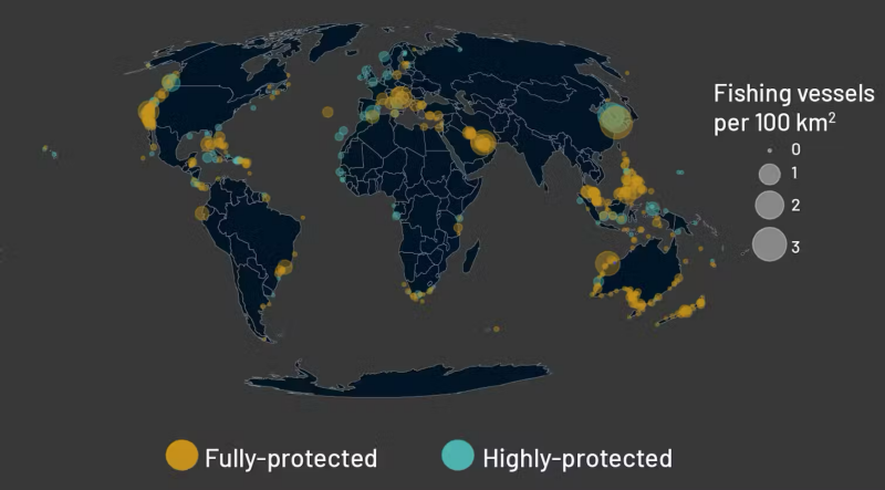 A map of global industrial fishing activity shows few vessels per 100,000 square kilometers in most fully protected and highly protected areas. The average is about nine times lower than what’s found in unprotected coastal areas. Jennifer Raynor, Sara Orofino, and Gavin McDonald