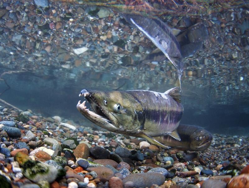 Western Alaska chum salmon cap set for pollock fishery
