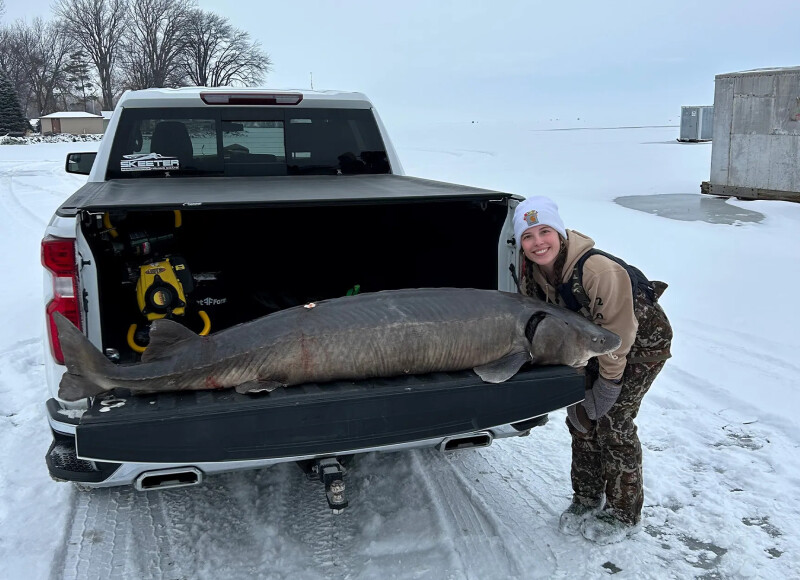 180 pound sturgeon almost sets record