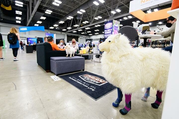 Sheep wearing socks