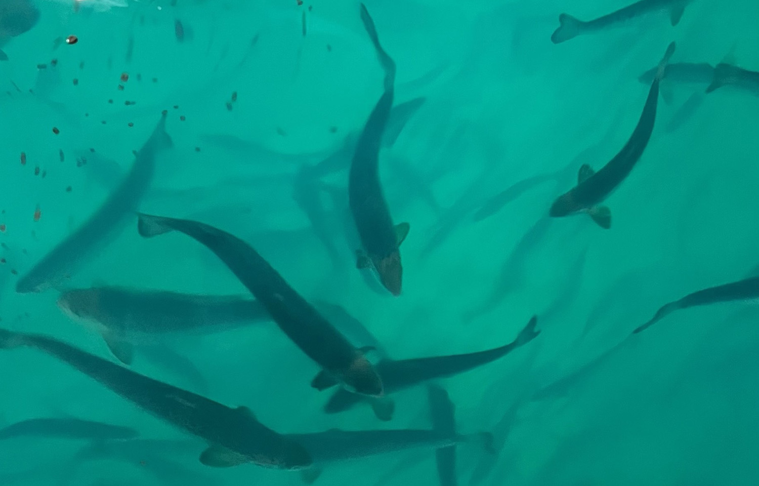 Salmon swimming in one of Proximar's tanks