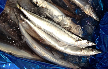 Japan's saury catch hits a new low, price continues to rise