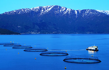 A salmon farm in Norway.
