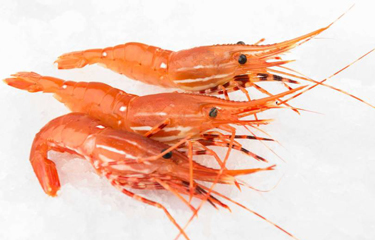 Canada's Tri-Star Seafood recalls live spot prawns