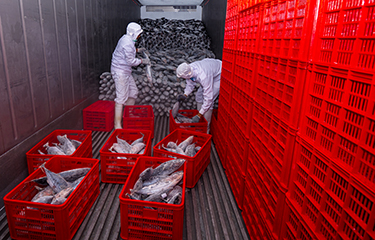 Workers load frozen skipjack tuna onto a transport truck.