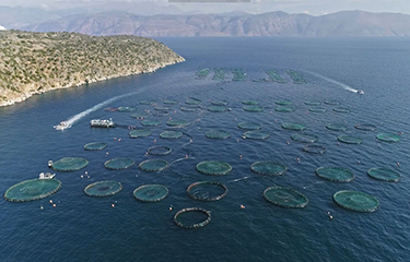 A Galaxidi Marine Farm farming site.