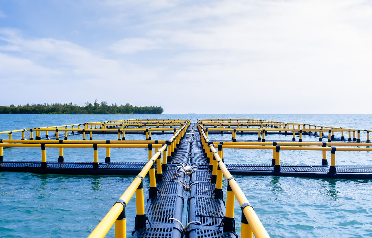 A Barramundi Group operated aquaculture facility