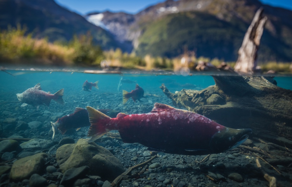 Spawning salmon