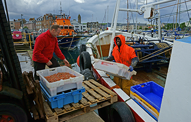 UK government gives fishing special job designation to help