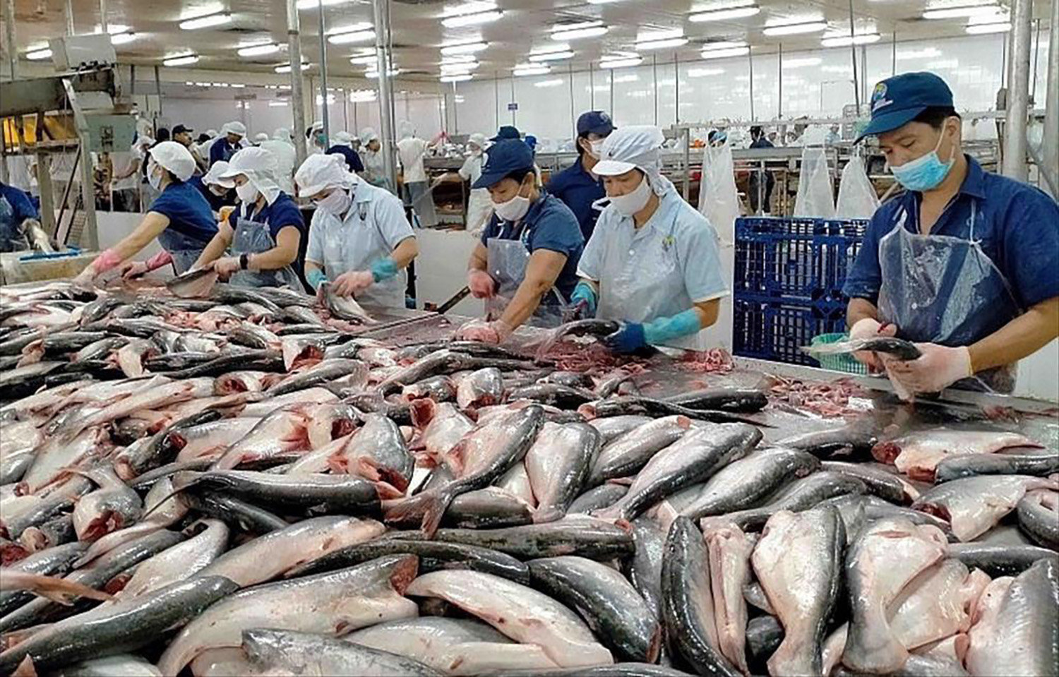 Vietnamese pangasius processors working