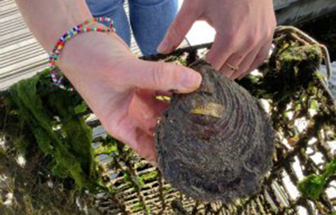 A European oyster.