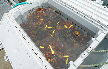 A plastic crate full of lobsters.