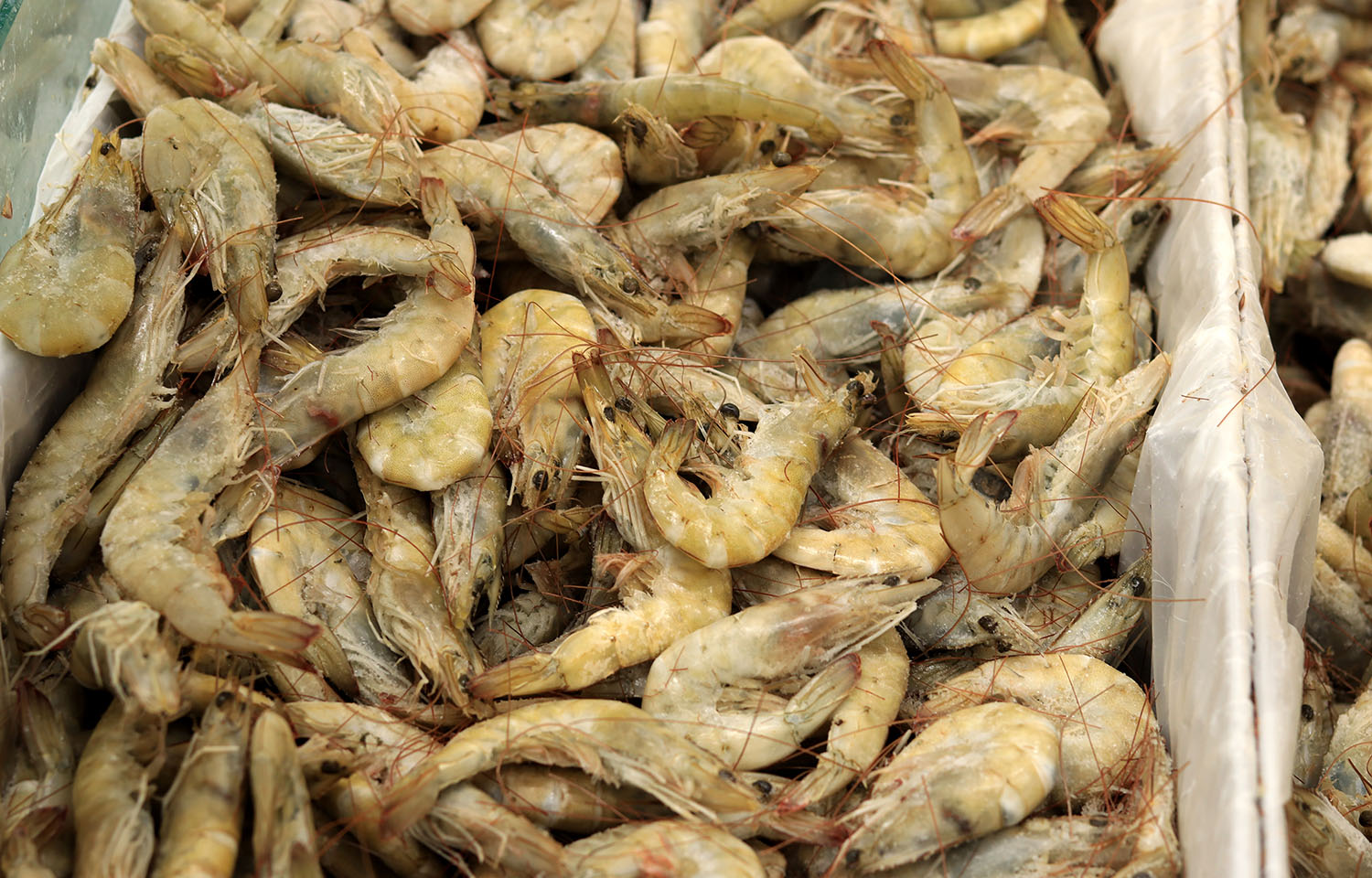 shrimp from Ecuador