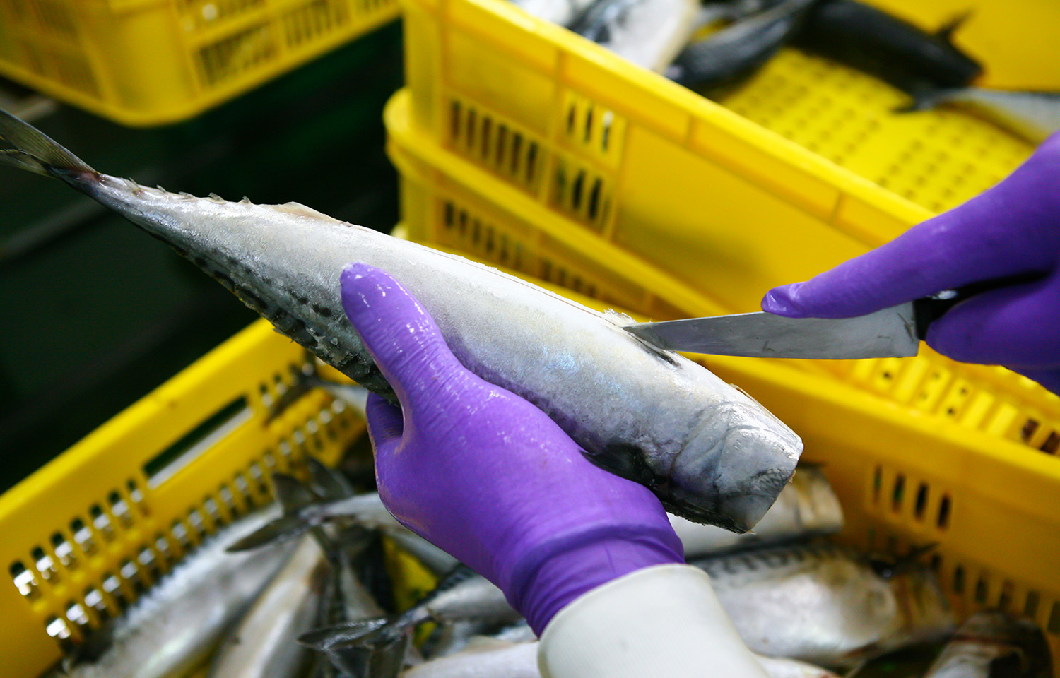 Tuna processing globally is rife with human rights abuses, a challenge that a recent study attempted to address