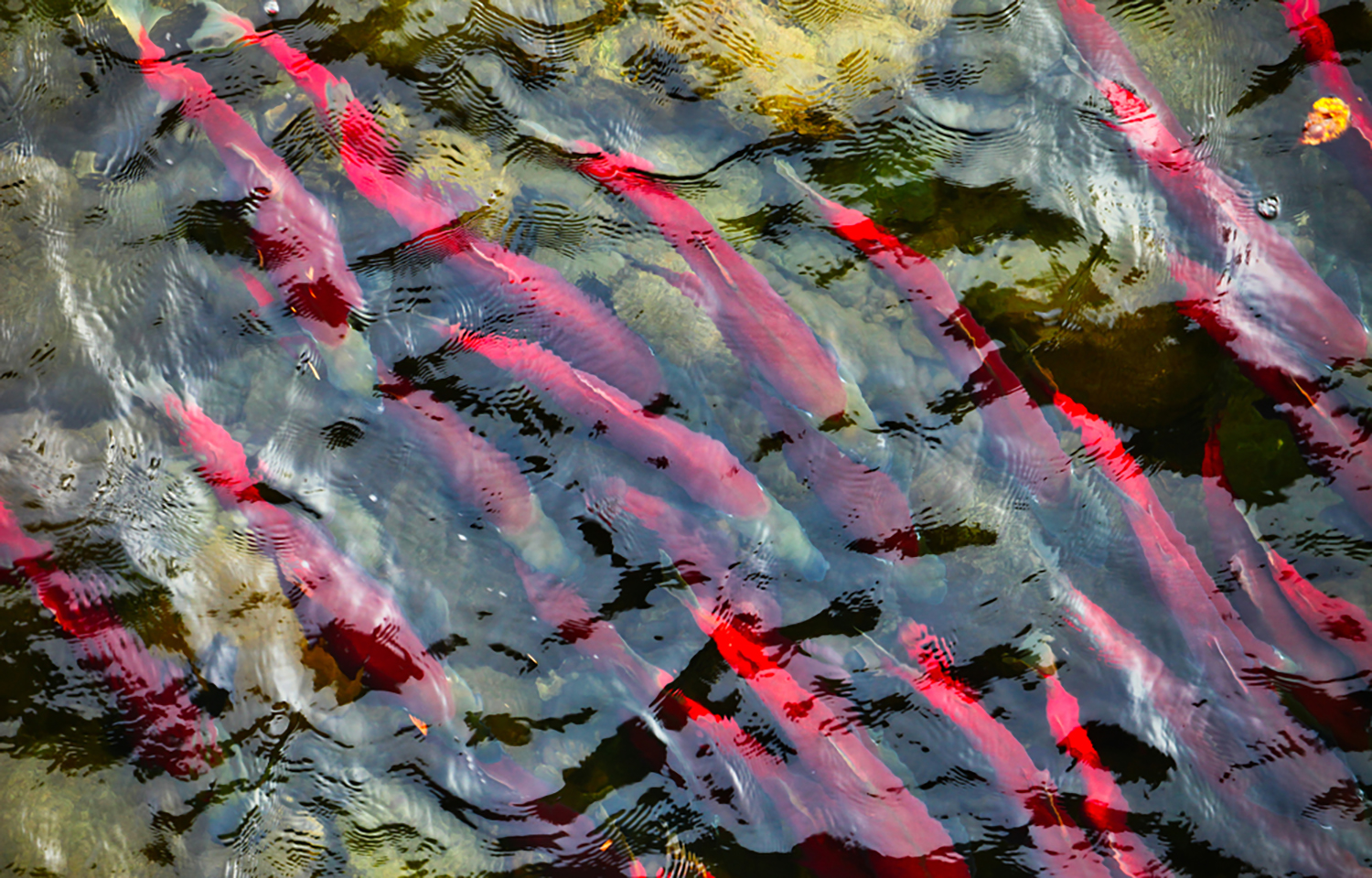 Sockeye salmon swimming in British Columbia
