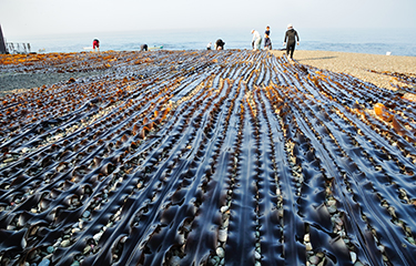 kelp farming