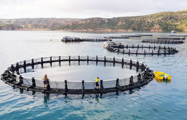 A Barramundi Group farm.