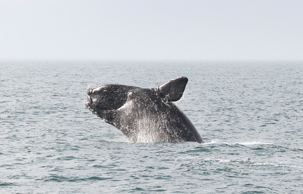 a North Atlantic right whale