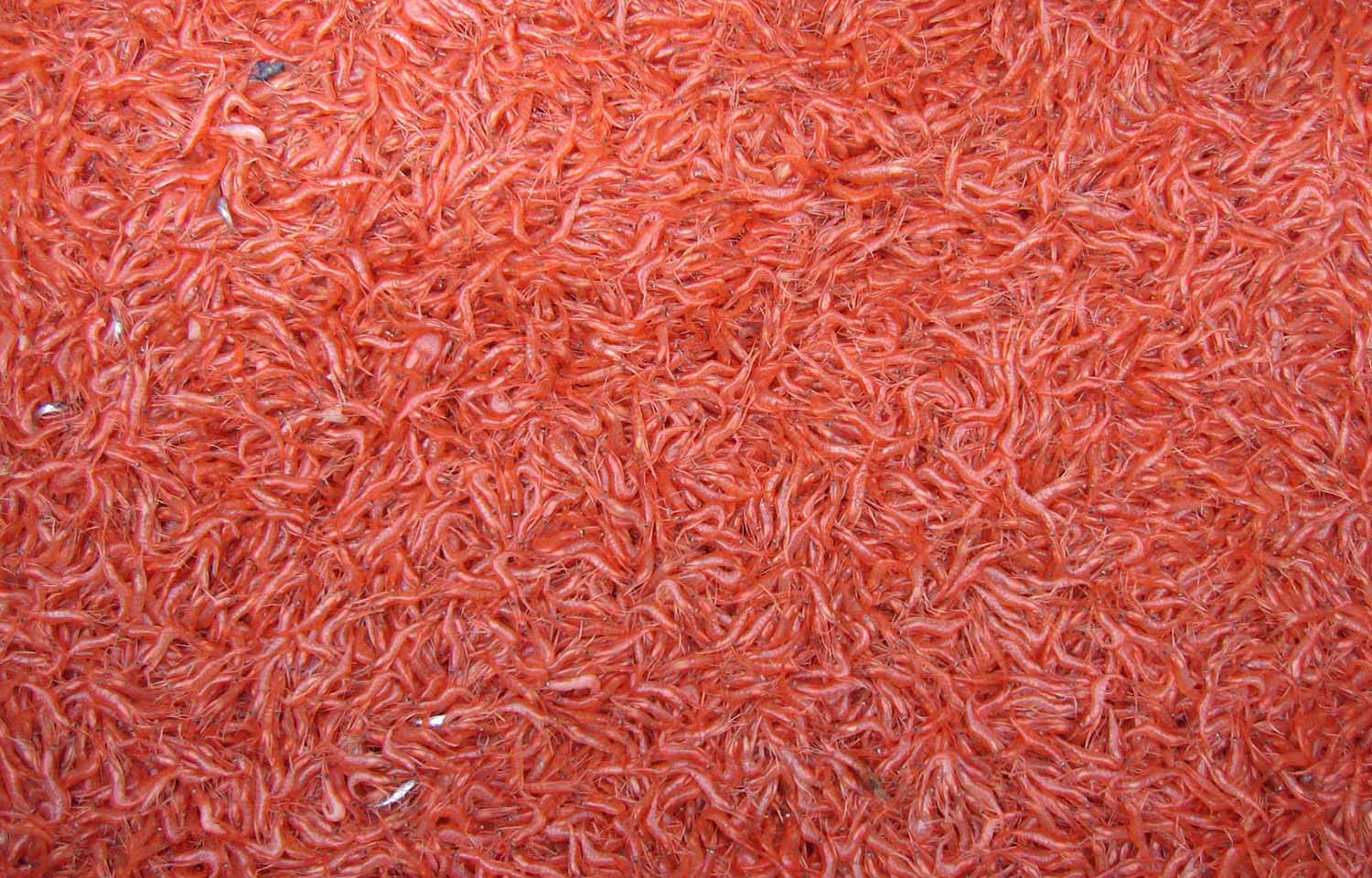 A hopper filled with recently caught Oregon pink shrimp