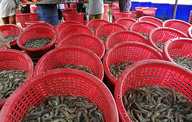 Shrimp in baskets