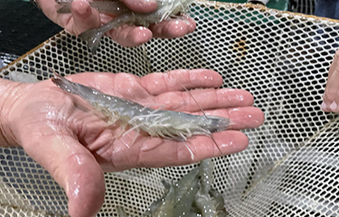 Shrimp produced in NaturalShrimp's RAS facility.