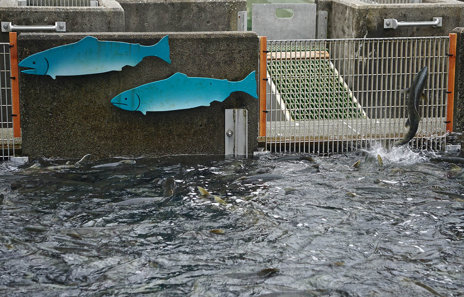 A salmon hatchery in Alaska