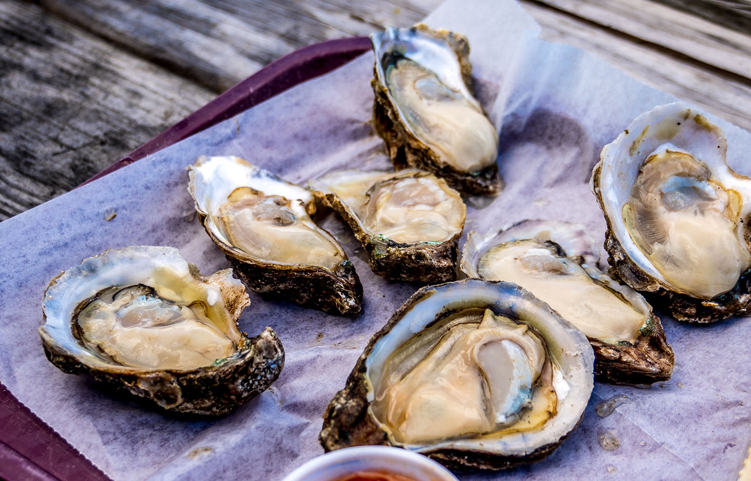 Oysters from Apalachicola Bay