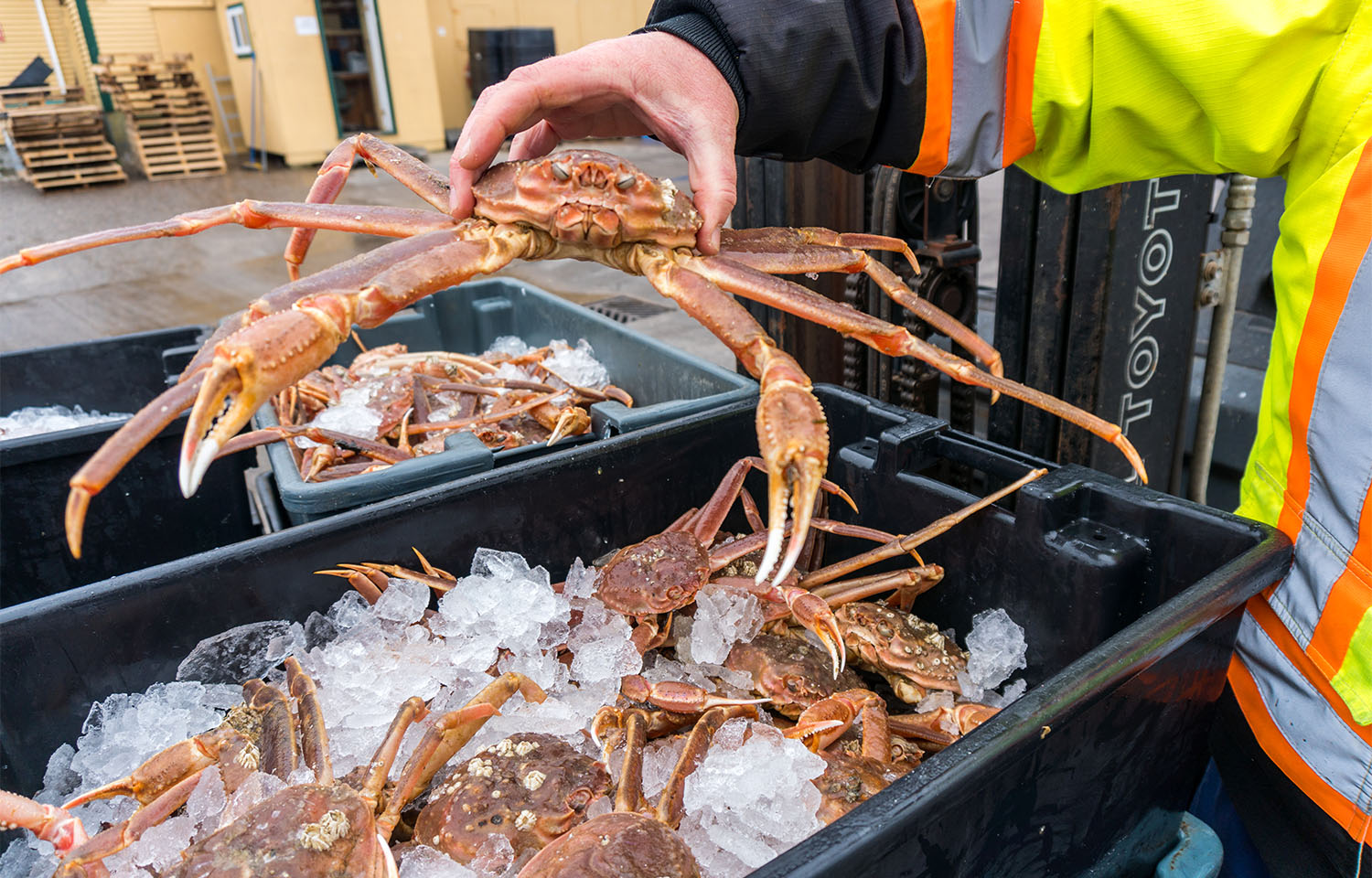 A person holding a snow crab