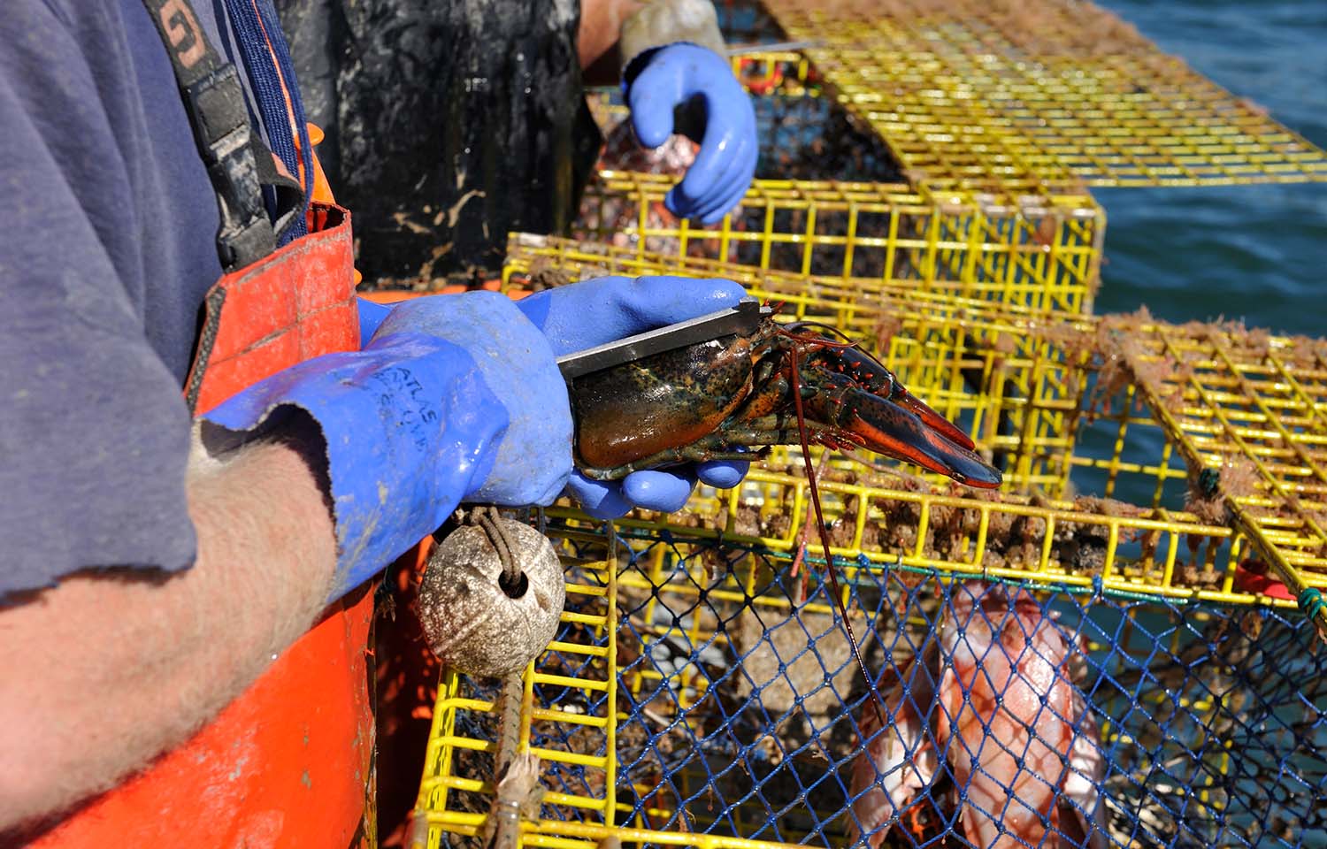 A lobsterman measuring a recently caught lobster with a size gauge