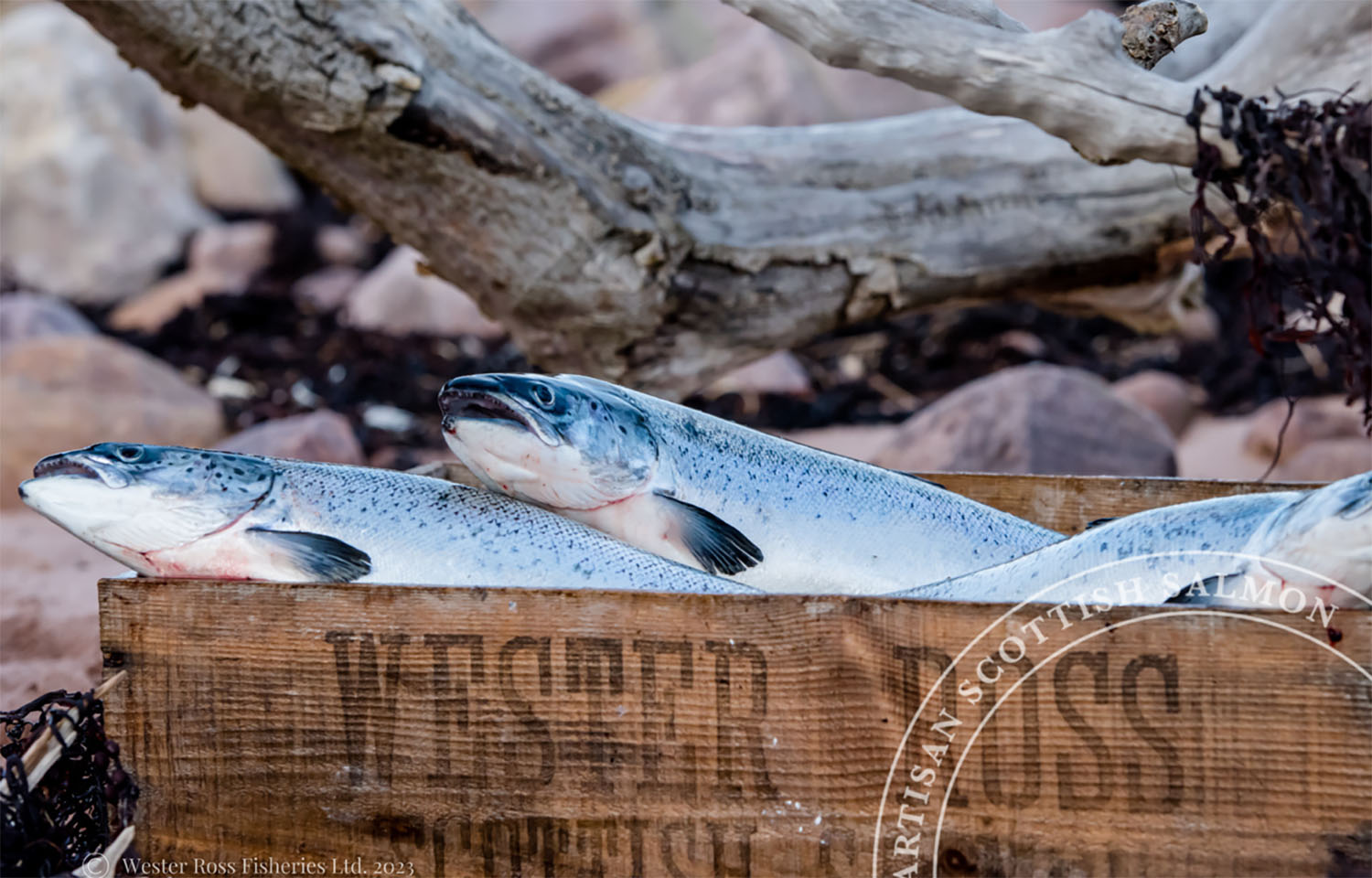 Box of Wester Ross salmon