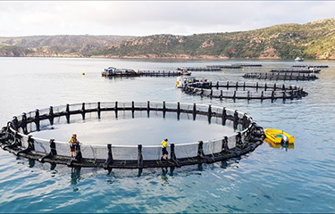 A set of Barramundi Group net pens.