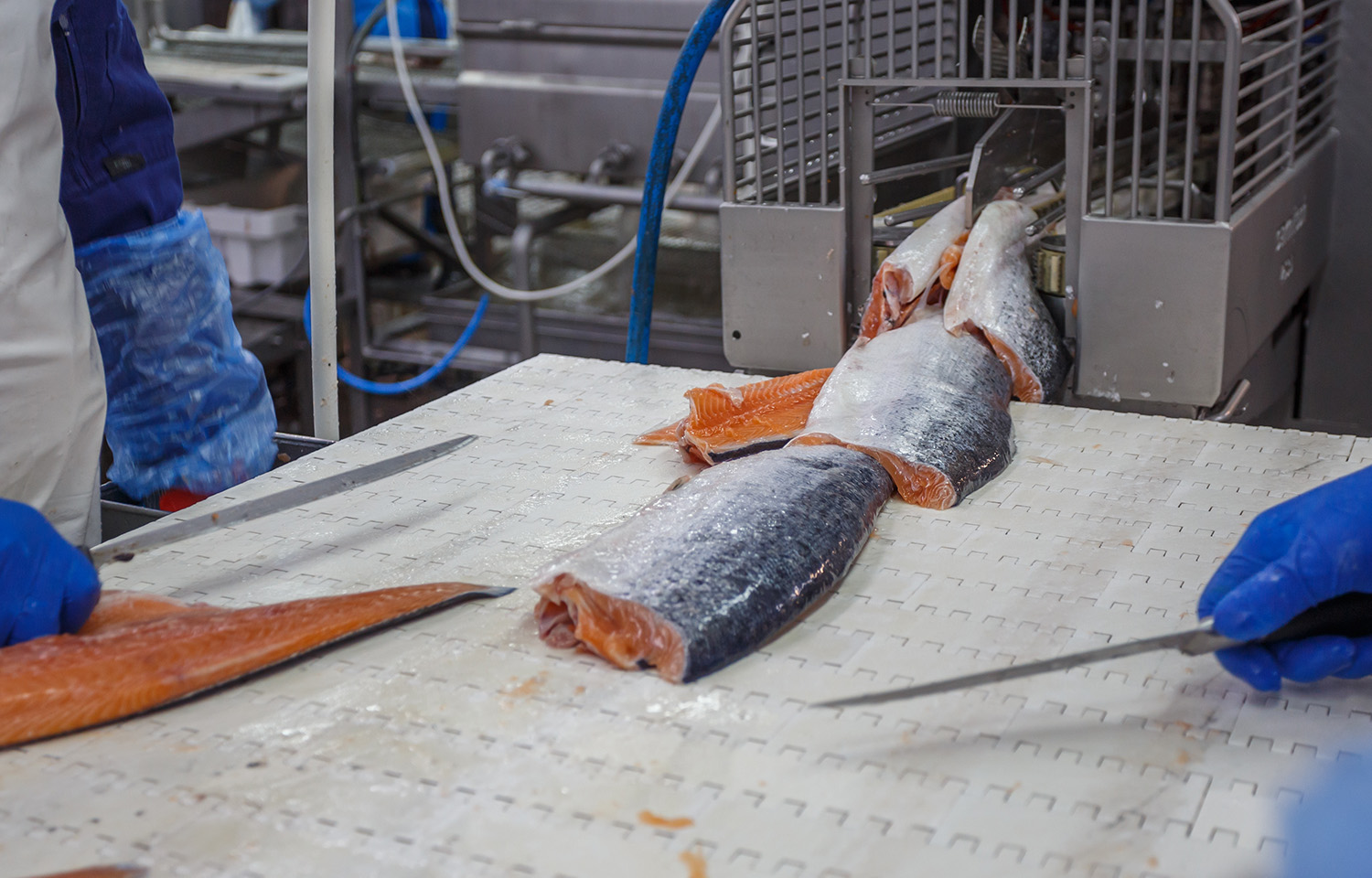 A pair of workers processing salmon