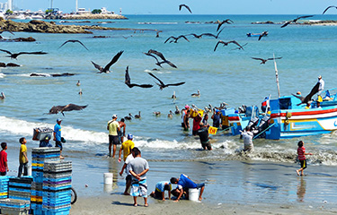 Fishermen unload their catch in Ecuador.