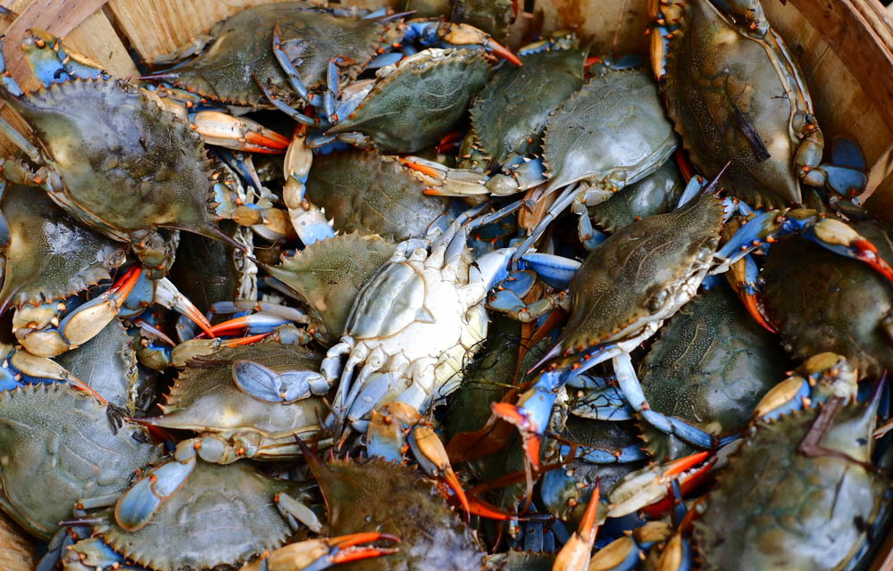 blue crabs