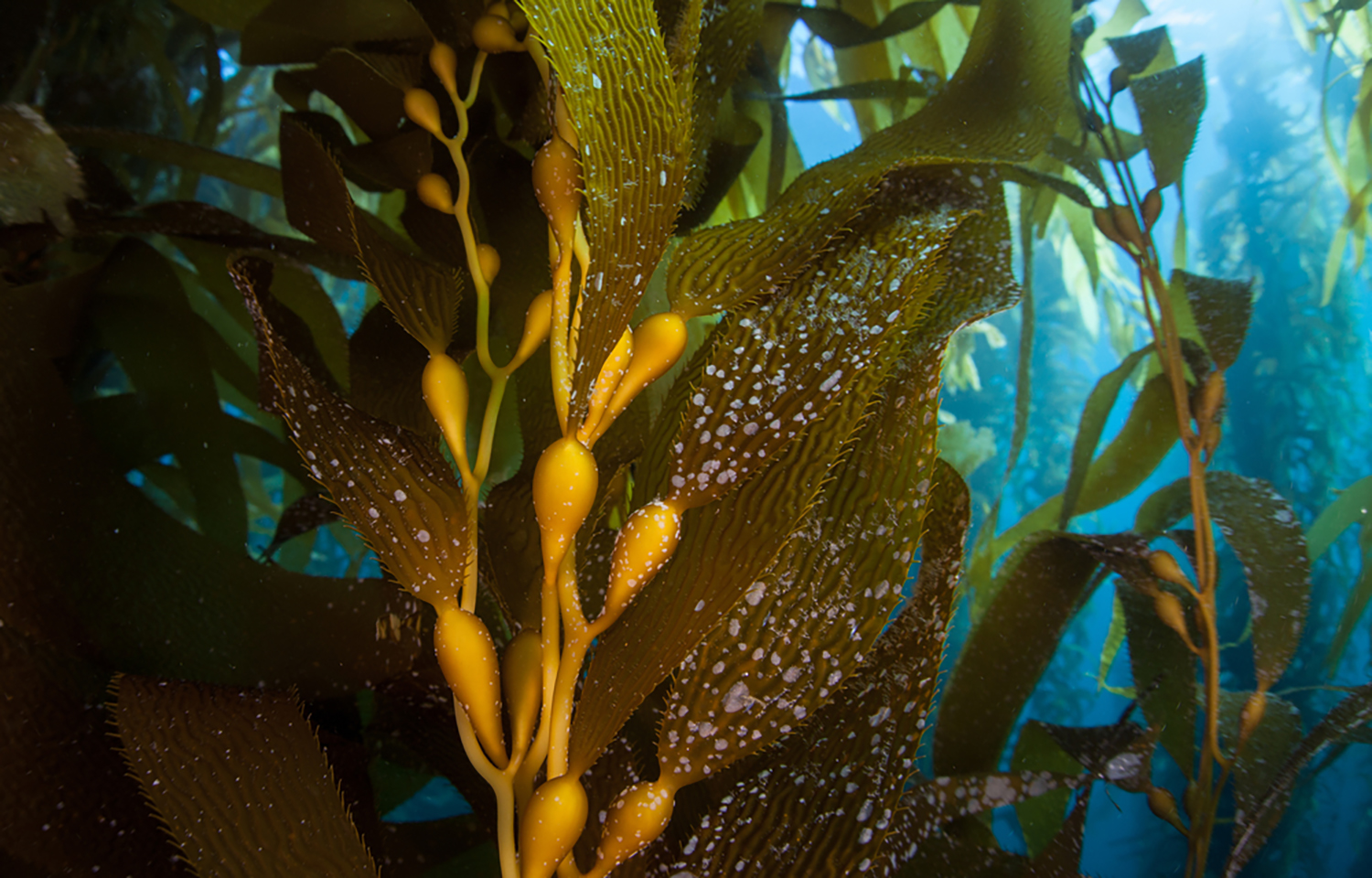 One of the species of algae Salmones Austral plans to grow is Macrocystis pyrifera, which can grow over 100 feet in height
