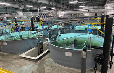 Proximar’s Japan-based salmon RAS nears completion, production on track ...