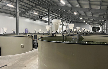 First-ever large scale US eel farm American Unagi opens for business ...