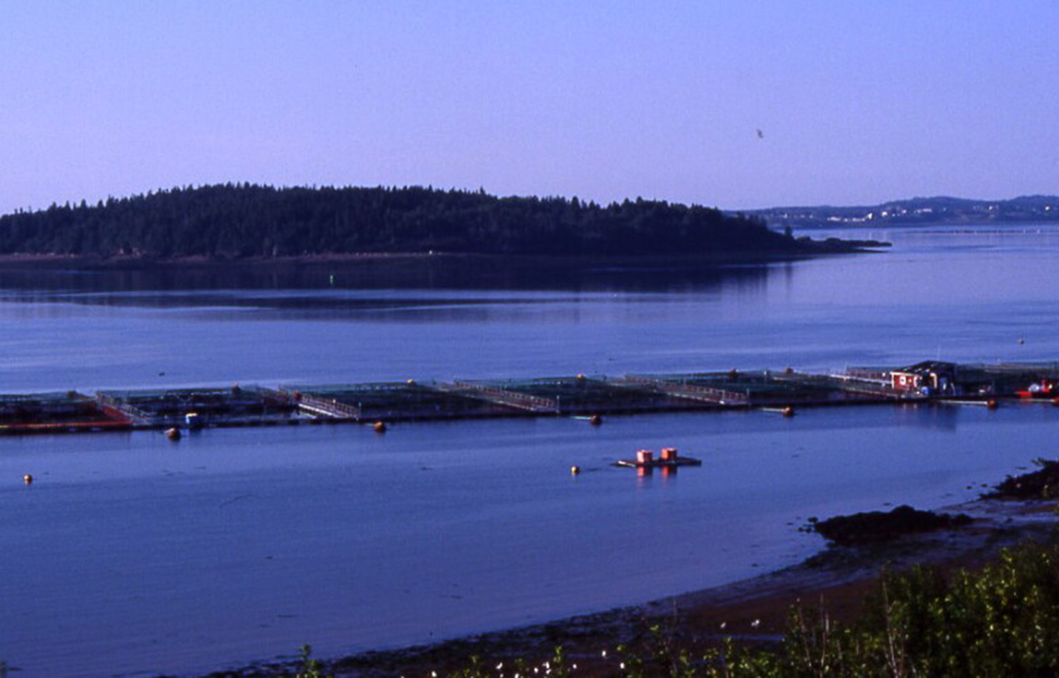 A Maine aquaculture site
