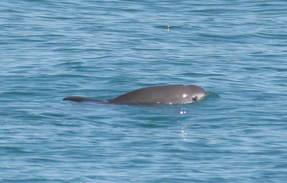 Mexico considering shrinking gillnet ban around endangered vaquita