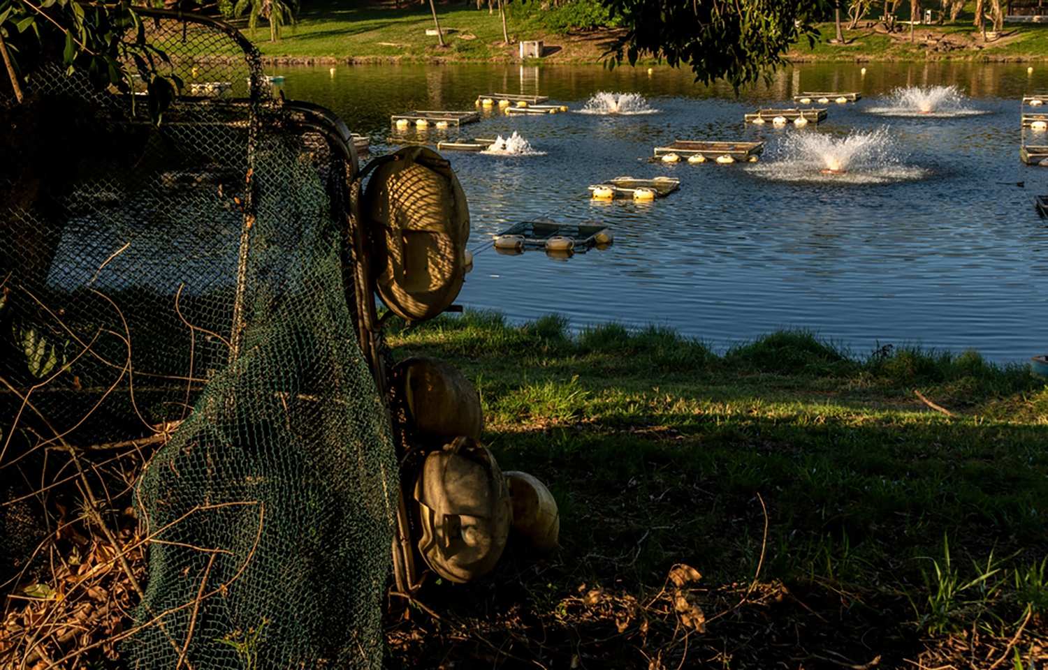 A Brazilian tilapia firm