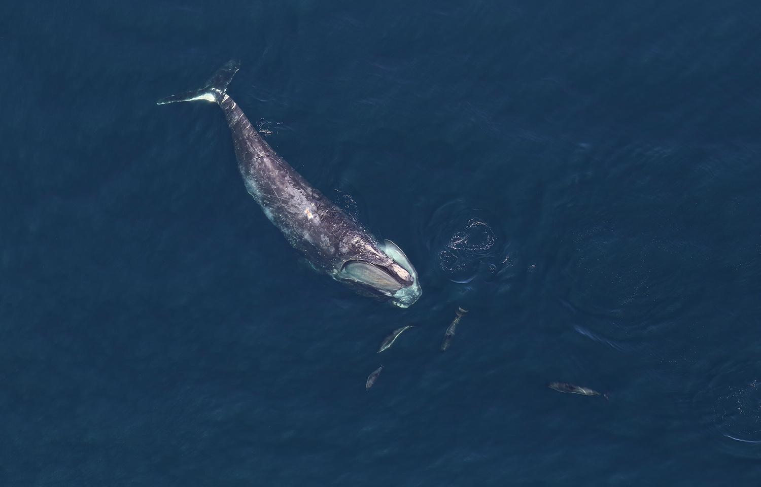 An aerial shot of a right whale swimming