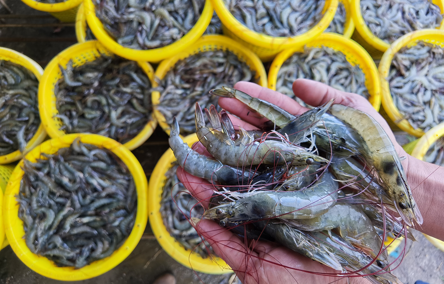 US shrimp imports surged 10.9 percent year over year in November 2023 ...