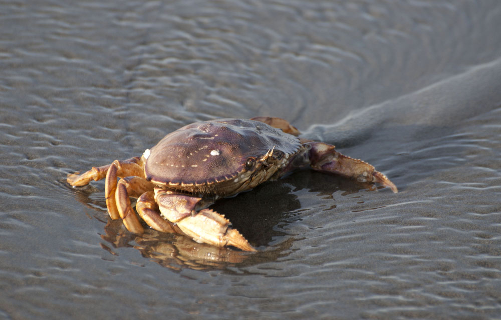 California set to close more of Dungeness crab fishery to traditional gear, but harvesters can keep hauling traps with pop-up gear