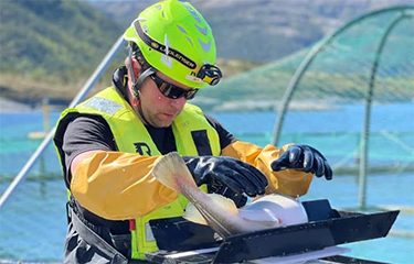 A farmer weighing a farmed cod at Norcod's net pens.