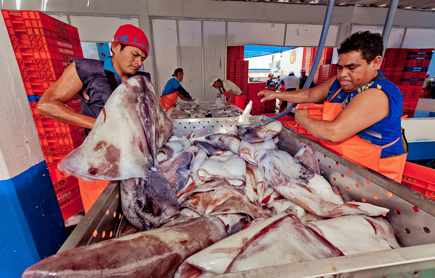 Peruvian protests over pota quota paralyze Paita Province