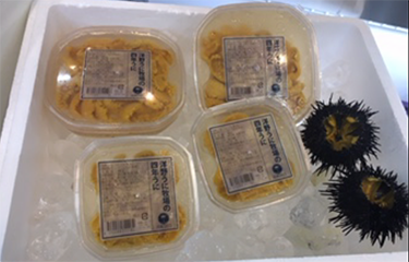 Sea Urchins farmed by Kita-Sanriku Factory Inc.