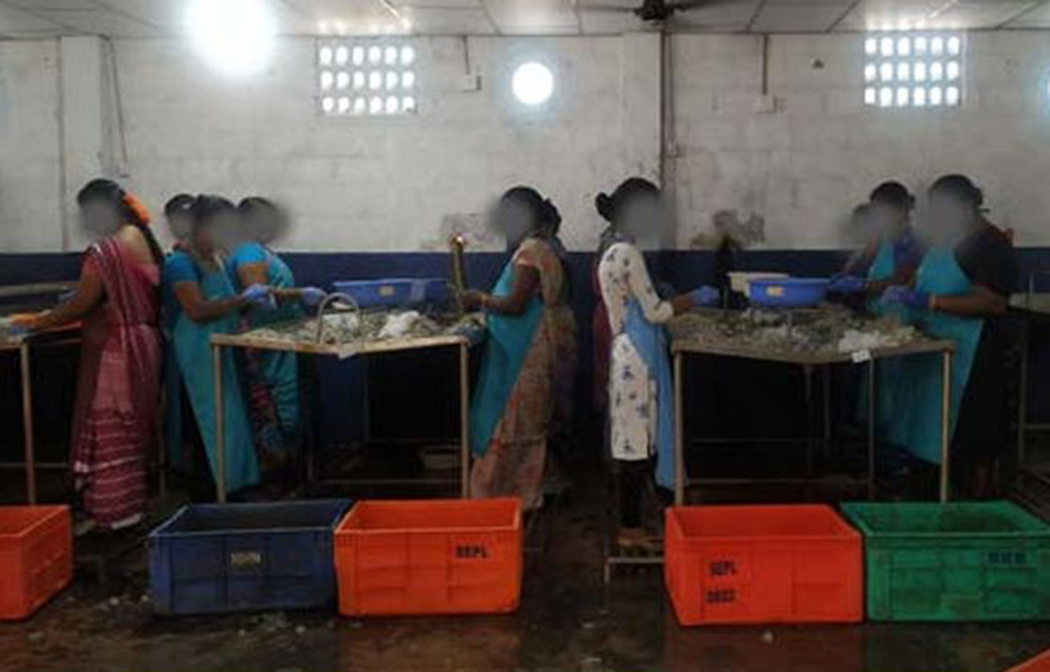 A shrimp-peeling shed in Andhra Pradesh, India