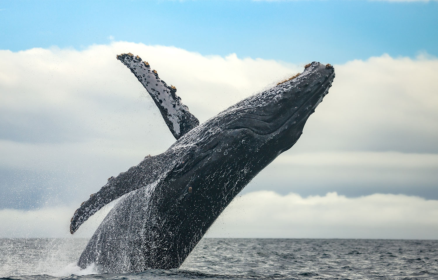 UN High Seas Treaty enters into force, drawing praise from NGOs