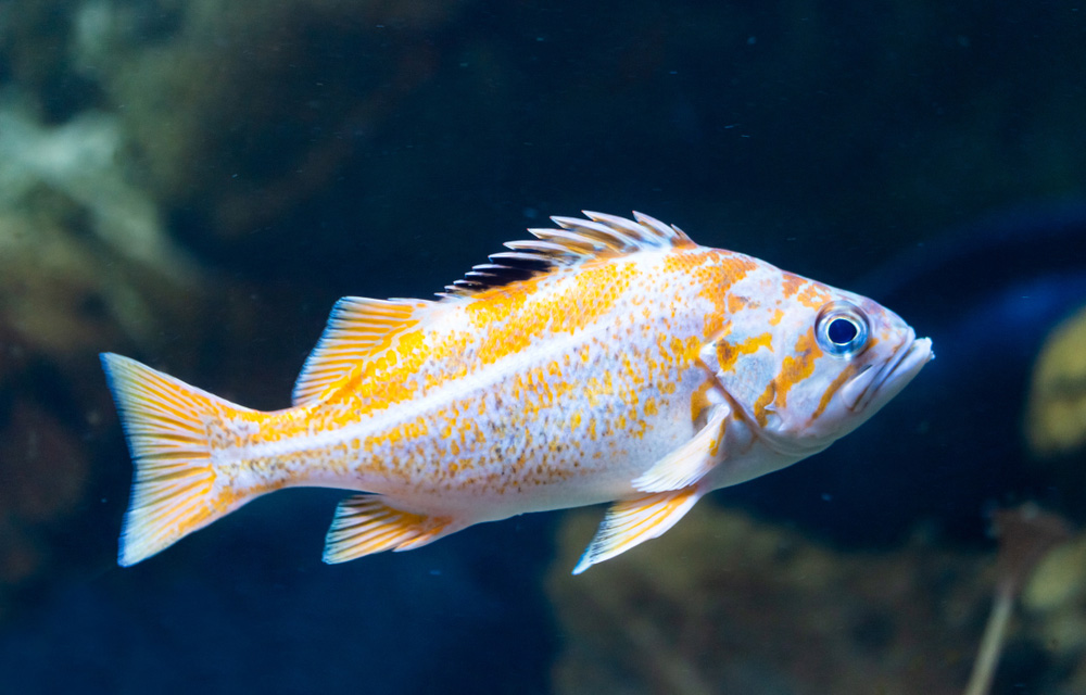a rockfish
