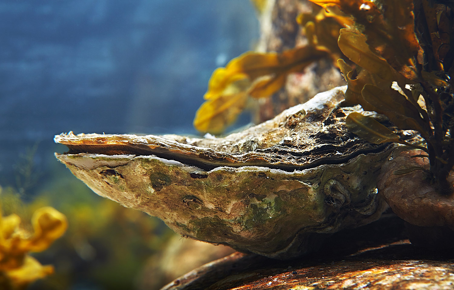 a wild oyster